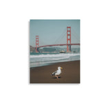 Seagull at Golden Gate Bridge