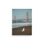 Seagull at Golden Gate Bridge