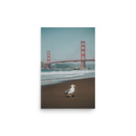 Seagull at Golden Gate Bridge