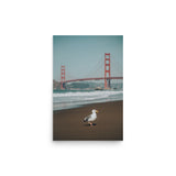 Seagull at Golden Gate Bridge