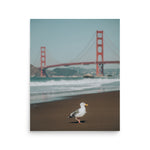 Seagull at Golden Gate Bridge