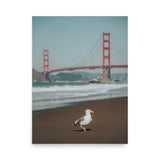 Seagull at Golden Gate Bridge