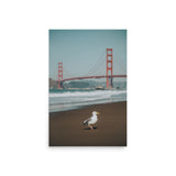 Seagull at Golden Gate Bridge