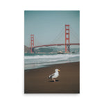 Seagull at Golden Gate Bridge