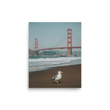 Seagull at Golden Gate Bridge