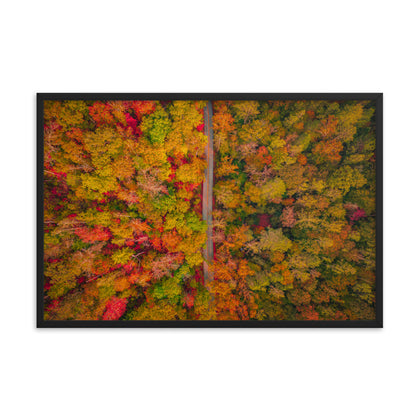 Autumn Trees - Red River Gorge, KY